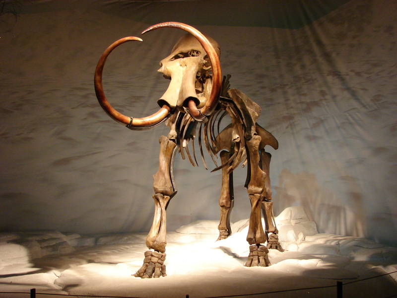adults only, craft, Prehistoric Times, skeleton, representation, wall - building feature, table, one man only, bone, no people, indoors, dino, creativity