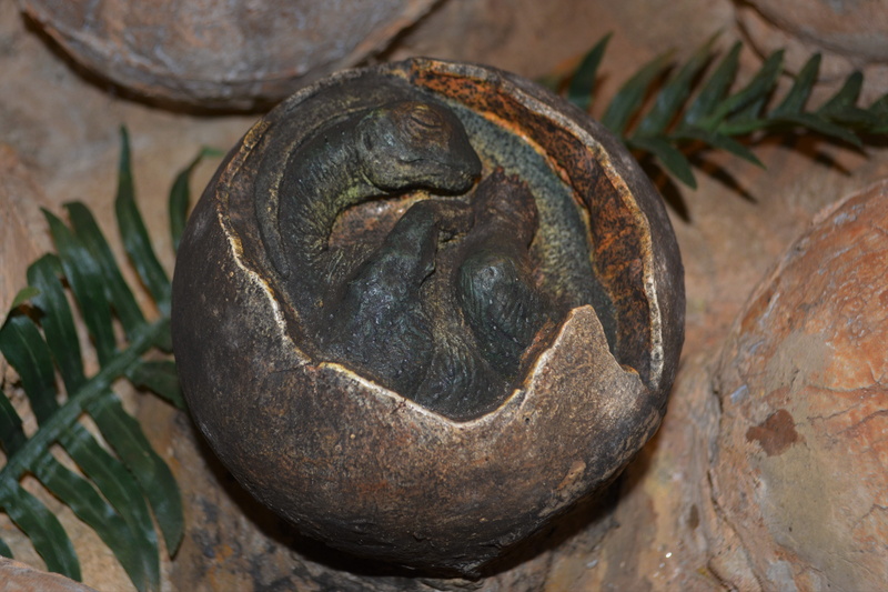 old, focus on foreground, shell, carnivorous dinosaurs, holland, rock, tortoise, turtle, rock - object, animal wildlife, animal themes, dino-park, 5K