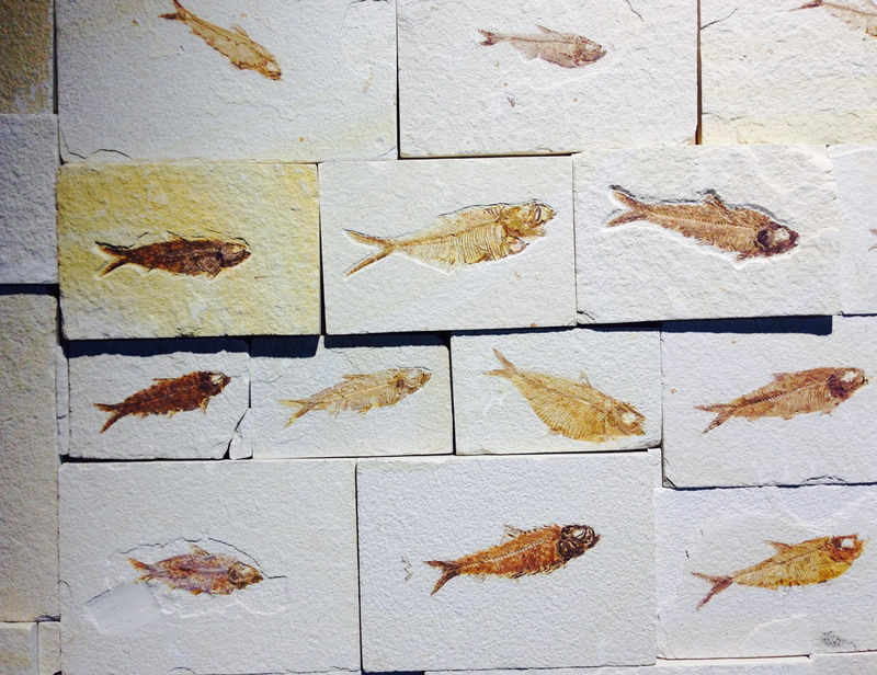 directly above, prehistoric times, large group of animals, shape, day, dry, Stone, Fish, wall - building feature, high angle view, stone, fish, leaf, pattern