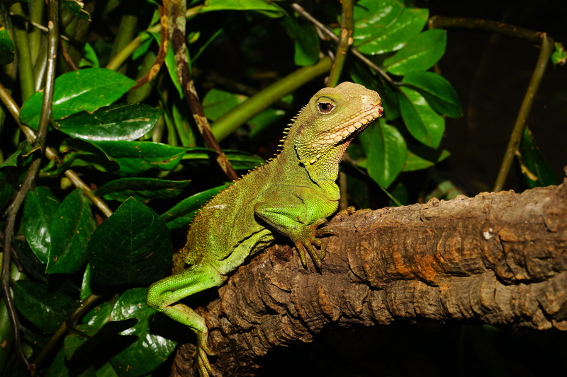 lizard, branch, plant, reptile, dino, green color, day, animal wildlife, animal scale, iguana, tree, terrarium, prehistoric times, nature, exhibit, brand