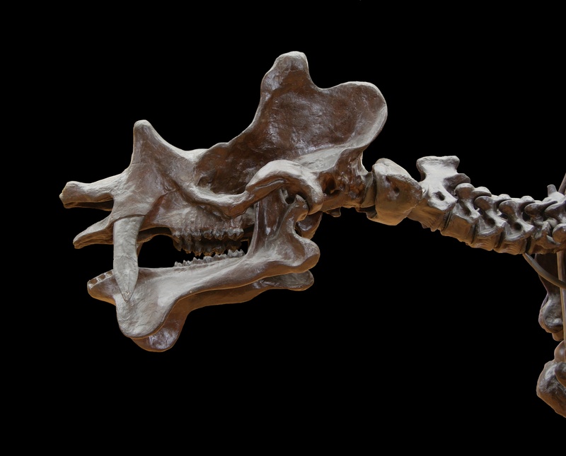 still life, dinosaur, vertebrae, animal, skull, black background, healthcare and medicine, mammal, prehistoric times, nature, background, cut out, motion