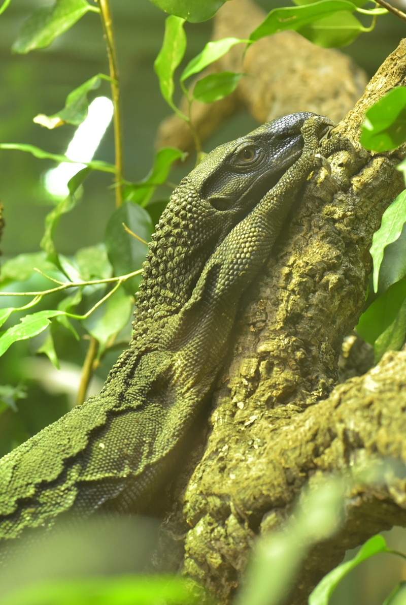 animal, vertebrate, nature, animal wildlife, lizard, reptile, close-up, prehistoric times, branch, leaf, animal scale, dangerous, rest, animals in the wild
