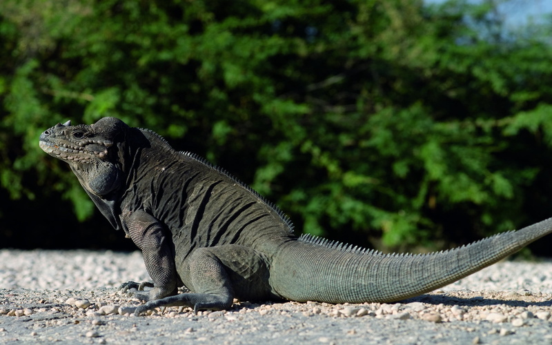 full length, monitor Lizard, animal, relaxation, sit, tropical Climate, day, tree, plant, large, dragon, animals In The Wild, mammal, tail, endangered Species