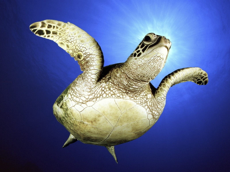 carnivore, turtle, reptile, nature, animal themes, underwater, blue, water, dinosaur, no people, animal, vertebrate, brown, outdoors, animal scale, swimming
