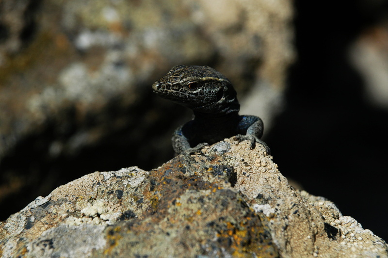 animal themes, solid, outdoors, protection, animal, animals in the wild, one animal, animal head, giant lizard of el hierro, animal wildlife, sustainability