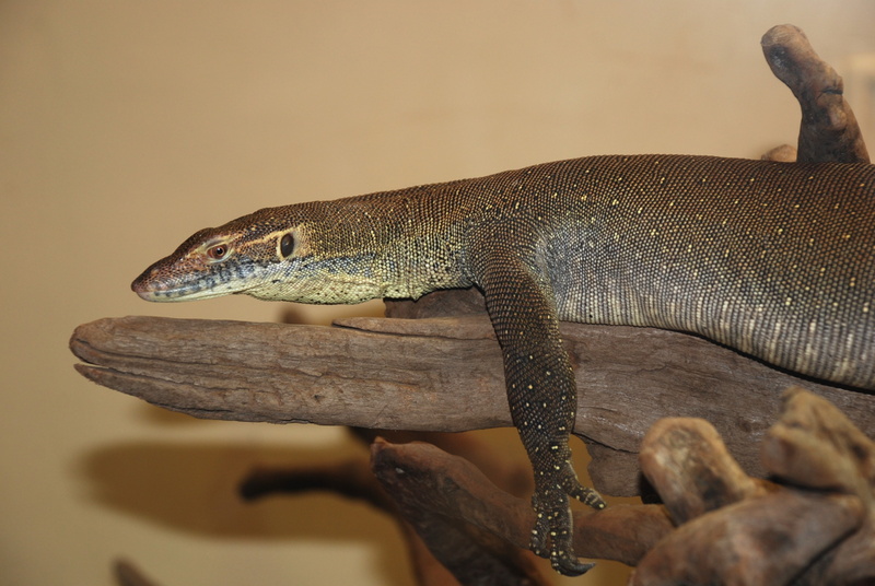 vertebrate, zoo, animal body part, 4K, sign, animals in captivity, close-up, animal wildlife, reptile, animal themes, animal scale, one animal, Giant lizard