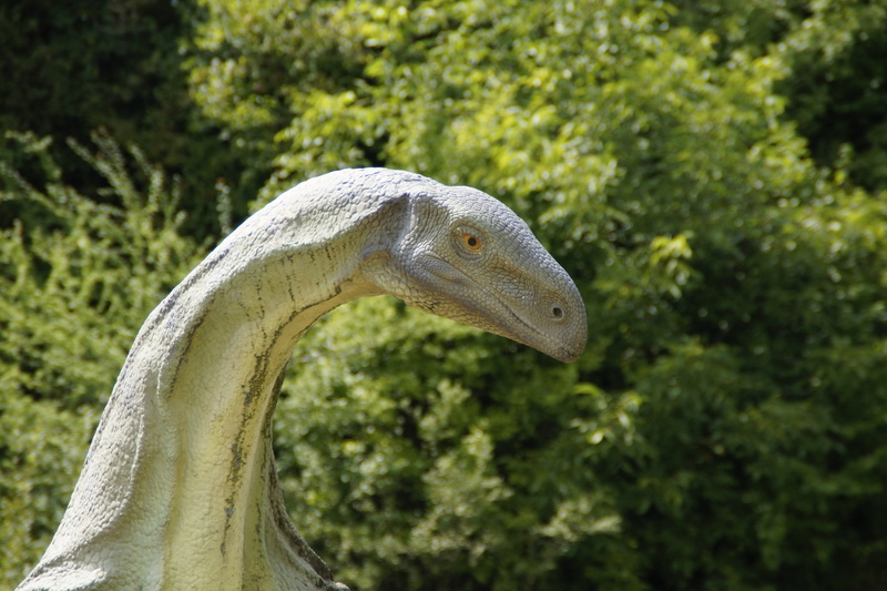 close-up, animal neck, replica, museum of natural history, fish, museum, outdoors, nature, dinosaur, marine, one animal, natural history museum, reptile