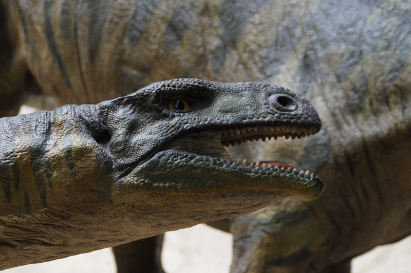 lizard, iguana, animal mouth, one animal, focus on foreground, animal body part, animal head, museum of natural history, sunlight, giant lizard, exhibit