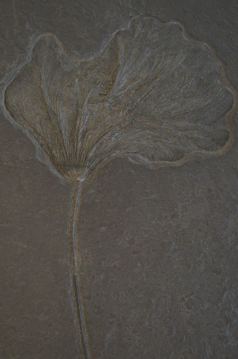 science, tree, museum of natural history, prehistoric times, 5K, paleontology, abstract, textured, land, high angle view, petrification, stone, ancient