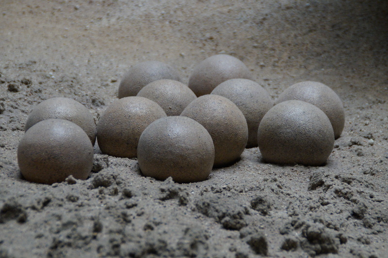 pebble, natural history museum, nesting place, Prehistoric Times, exhibit, fragility, museum of natural history, selective focus, Museum, still life, day