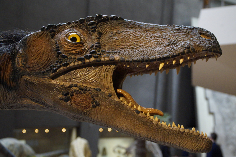 lizard, animal teeth, mouth, evolution, natural history museum, vertebrate, nature, dinosaur, no people, animal themes, extinct, animal, hagbard, animals in the wild