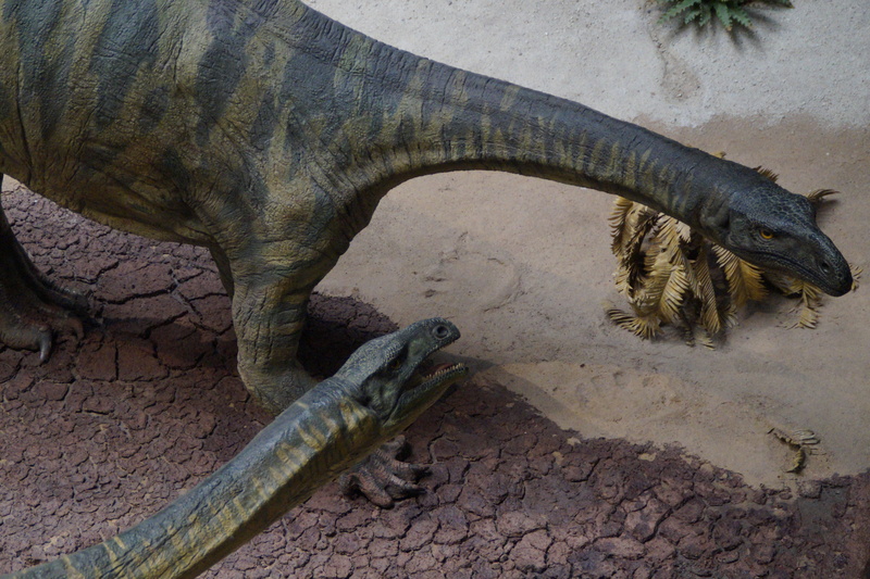 animals in captivity, zoology, high angle view, museum of natural history, day, reptile, dino, paleontology, rock - object, solid, museum, rock, animal