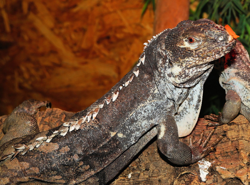 solid, animal themes, 2K, Lizard, no people, animal head, animal wildlife, reptile, urtier, Iguana, terrarium, Reptile, bearded dragon, Scale, hot, one animal