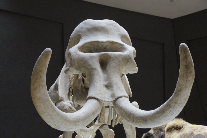 history, skull, horned, human body part, skeleton, human skeleton, animal skull, body part, tusk, close-up, the past, pachyderm, animal themes, mammoth