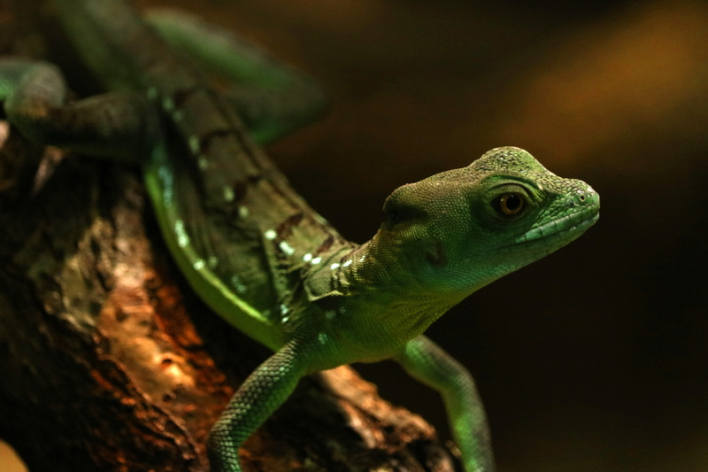 terrarium, day gecko, scale, animal themes, gecko, photography, creature, no people, close-up, animal body part, nature, focus, climb, vertebrate, close
