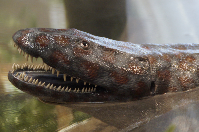 natural history museum, stuttgart, mouth open, animal themes, no people, museum, tooth, animal body part, close-up, urtier, animal teeth, outdoors, lizard