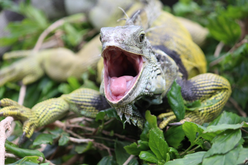 outdoors, plant part, close-up, vertebrate, no people, tooth, mouth, head, animal teeth, animal tongue, sign, bush, leaf, defend, anger, foot, aggression