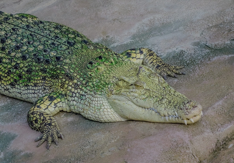 sand, africa, alligator, carnivores, green color, animal Teeth, reptiles, scale, animal world, day, tail, nature, head, animal, animal body part, zoo, danger