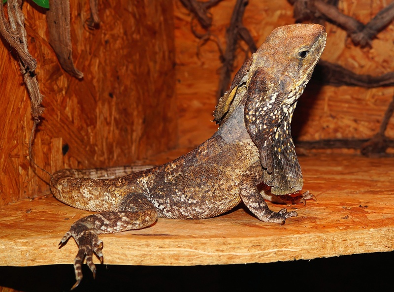 one animal, terrarium, dry, gecko, vertebrate, animal, 2K, animals in the wild, zoo, urtier, wood - material, indoors, animal body part, animal themes