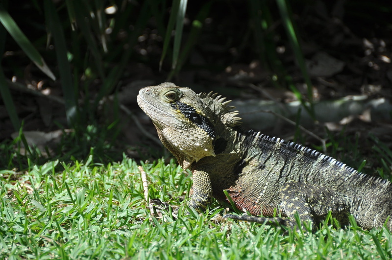 Reptile, iguana, 1080P, nature, animals And Pets, animal body part, animal world, Lizard, animal wildlife, Insect, wild animal, focus on foreground, day