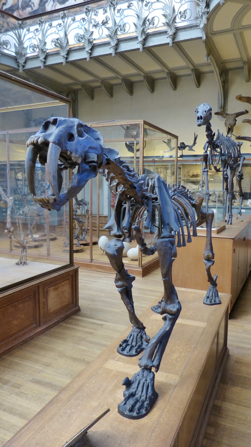 2K, animal, tiger, architecture, representation, bone, urtier, statue, animal skeleton, animal representation, art and craft, sculpture, museum, no people