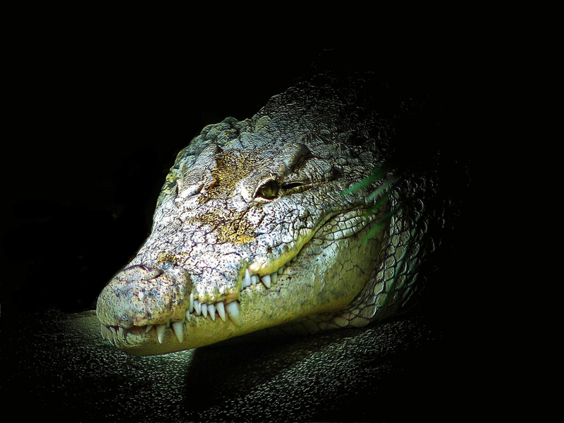reptile, danger, animal head, animal wildlife, animal scale, alligator, 2K, sea, communication, foot, tooth, night, close-up, predator, close, studio shot