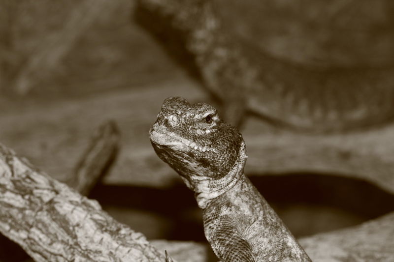 jungle, chameleon, hot, one animal, dry, animals in the wild, rock - object, lizard, animal themes, rock, vertebrate, nature, close-up, zoo, animal, urtier