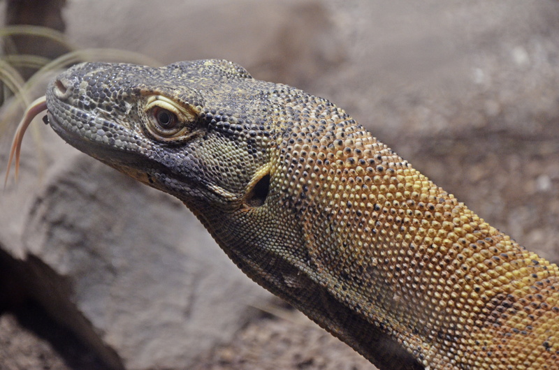 day, profile view, one animal, animal eye, nature, scavengers, komodo dragon, monitor, tongue, vertebrate, outdoors, giant lizard, animal head, urzeitlich