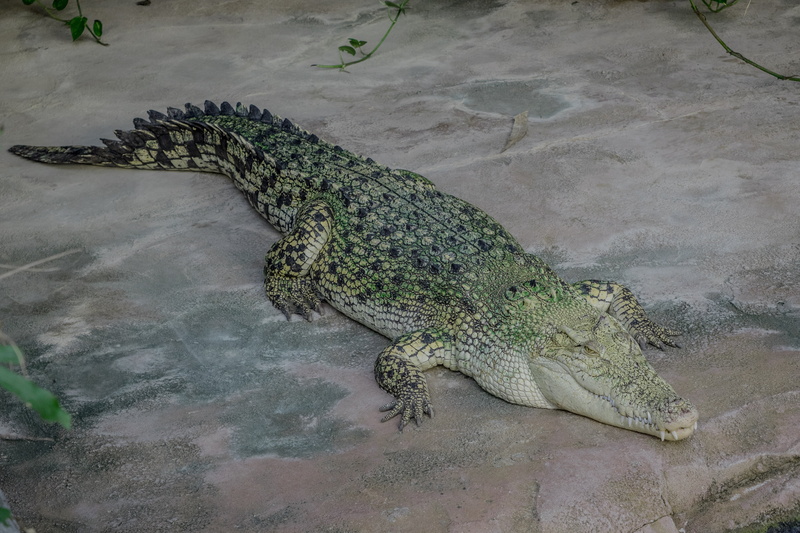 animal scale, dangerous, tail, tooth, reptile, water, animals in the wild, zoo, lizard, relaxation, predator, outdoors, animal world, close, tree, scale