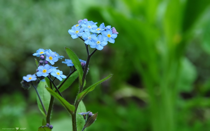 Forget, Macro, 1080P, Flower, flowers