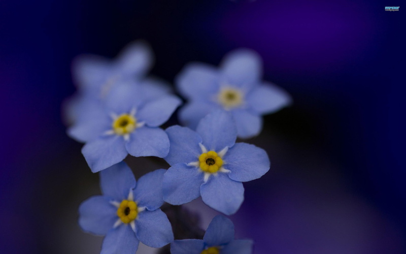 myosotis, flowers, nature and landscapes, nature, forget-me-not, plants, 2K, sylvatica