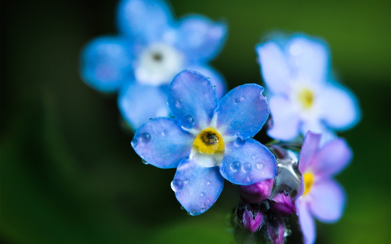 drops, Macro, flower, blue, forget-me-, 1080P, dew, field