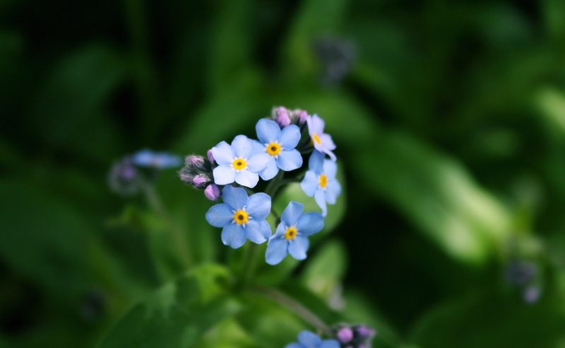 petaled, selective focus, focus on foreground, Forget, Nature, botany, petal, blue, growth, Flowers, 2K, beauty in nature, no people, vulnerability, day