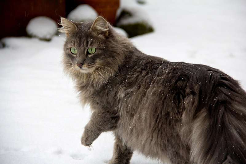 main, cat, walk, caution, furry, coon, 1080P, brown