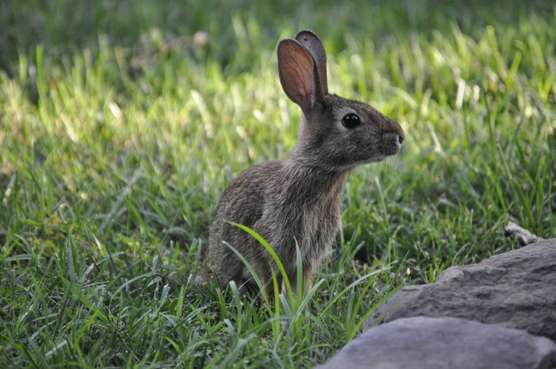 animal, one animal, 4K, mammal, animal ear, plant, herbivorous, animal themes, close-up, rabbit, day, land, no people, bunny, animals in the wild, animal wildlife