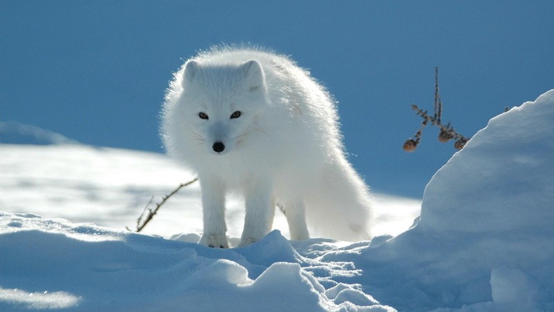 polar fox, danger, 1080P, walk, caution, snow