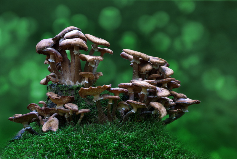 4K, green color, fungus, focus on foreground, tree, caution, gift, moss, beauty in nature, eat, bokeh, vegetable, toxic, autumn, close-up, field, mushrooms