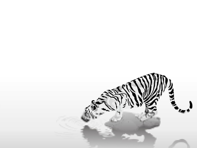 cute, studio shot, white background, strips, africa, nature, thirst, tiger, zoo, feline, water, animal themes, animals In The Wild, vector, caution, wildlife