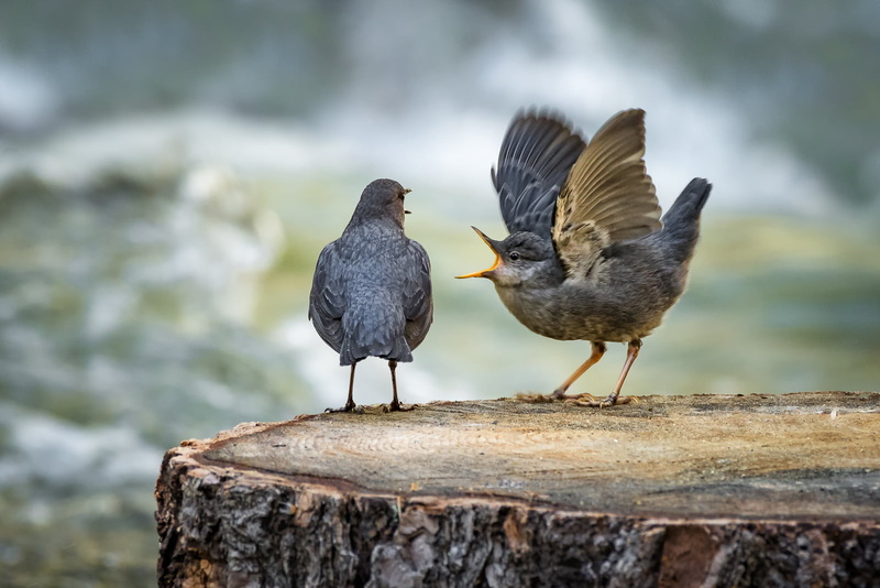 two, baby, outdoors, american Dipper, nature, Mono County, wild, Explore, wildlife, Bird, 720P, California, feather, Animal, USA, Feed me, birds, beak