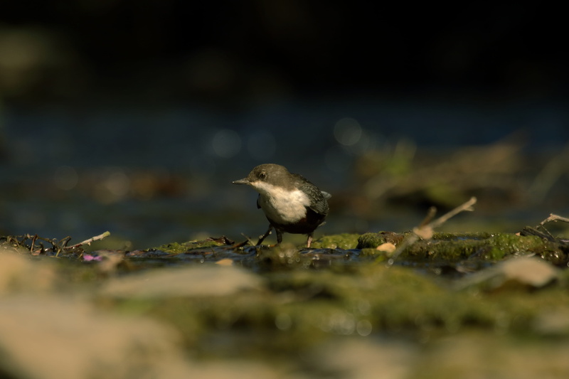 animal themes, day, dippers, 4K, surface level, natura, no people, close-up, plant, autumn, land, animals in the wild, nature, animal wildlife, perching