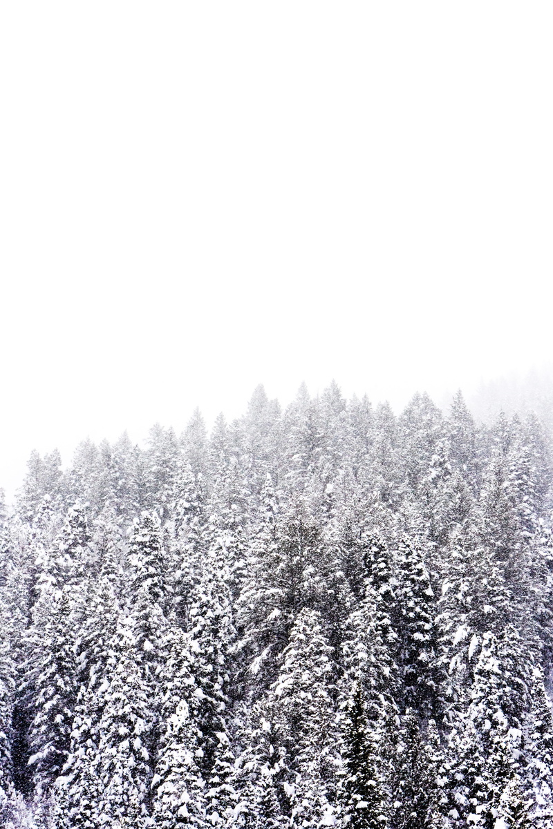 tree, scenics, pine, cold - Temperature, season, land, nature, no People, landscape, sky, beauty In Nature, outdoors, winter, white, coniferous tree, forest