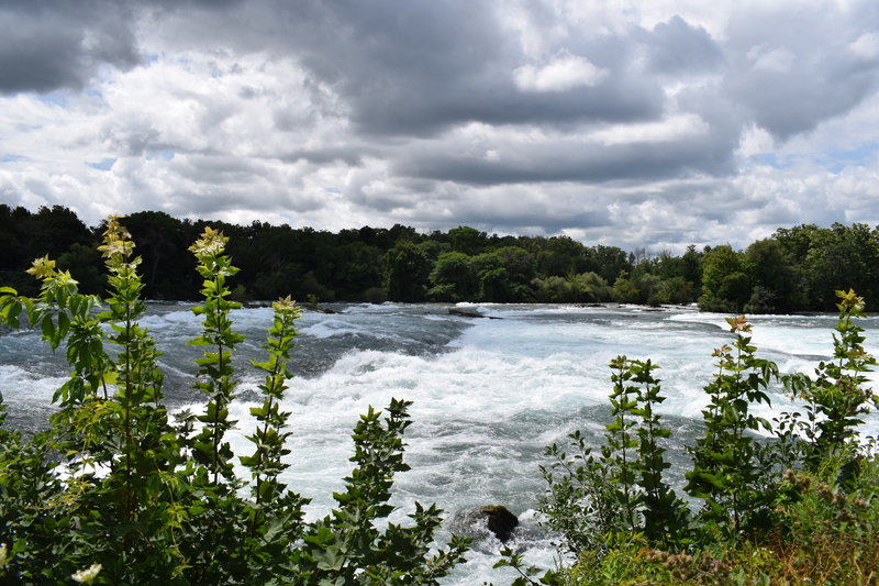 white water, forest, water, scenics - nature, beauty in nature, tranquil scene, day, growth, cloud - sky, tree, tranquility, environment, non-urban scene
