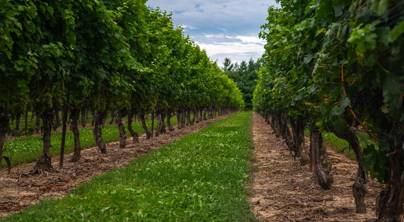 plant, landscape, winemaking, beauty in nature, in a row, outdoors, no people, land, 5K, lines, plantation, vines, angles, leading, wine, sky, treelined