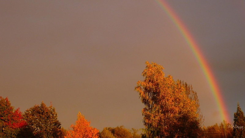 evening, leaves, dusk, color, firefox persona, trees, 3d and abstract, rainbow, fall, 1080P, autumn