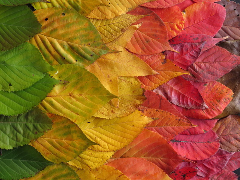 Autumn Leaves, outdoors, nature, 4K, plant, multi colored, yellow, autumn, backgrounds, plant part, leaf, no people, day, beauty in nature, growth, fall leaves