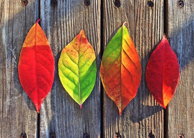 leaf vein, plant part, leaves, fall, orange color, wood - material, red, day, maple leaf, rainbow, colors, directly above, close-up, change, outdoors, natural pattern