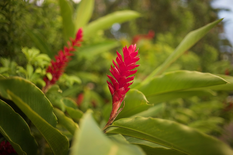 fragility, leaf, leaves, freshness, vulnerability, 5K, united states, selective focus, plant part, outdoors, growth, green color, flowering plant, nature