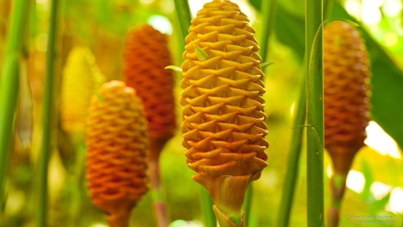 tropical, ginger, 2K, hilo, hawaii, Flowers/Gardens