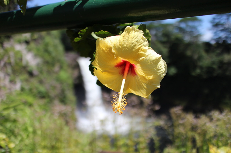 flower head, no people, inflorescence, beauty in nature, 4K, sepal, hawaii, fragility, nature, focus on foreground, close-up, freshness, vulnerability