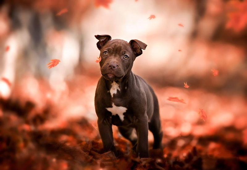 Puppy, 1080P, Baby Animal, American Pit Bull Terrier, Pet, Fall, Dogs, Dog